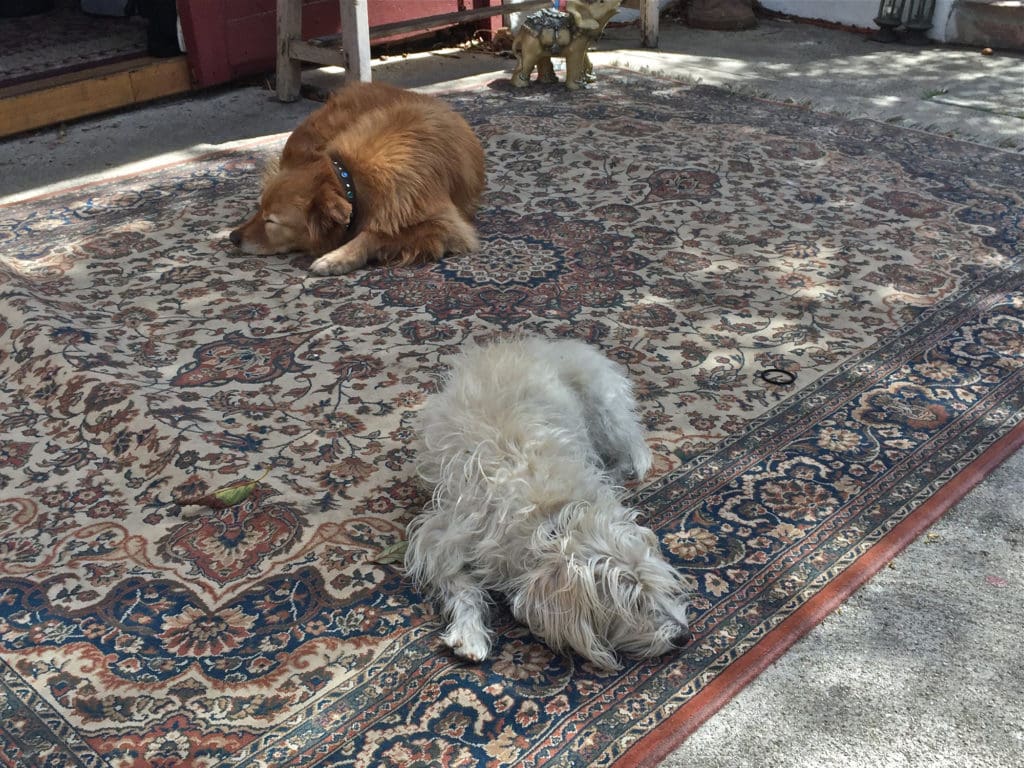 dogs